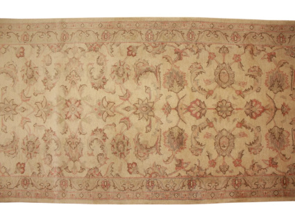 persischer_laufer__7